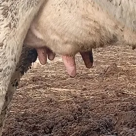 Galystayyn bagaz sygyr