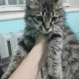 котенок девочка в добрые руки