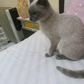 Сямская  кошка