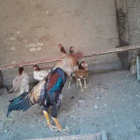 баес товук хоразлар