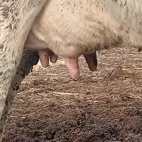 Galystayyn bagaz sygyr