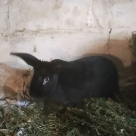 Кролики 6 месяцев.