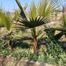 palma Washington satlyk