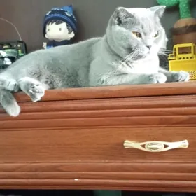 Шотландская Вислоухая кошка