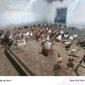 Towuk guzlayan tohum yaş