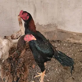 Бойцовые петухи