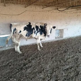 smental golesteyn okuzler