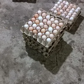 BALGAR TOWUK YUMURTGA