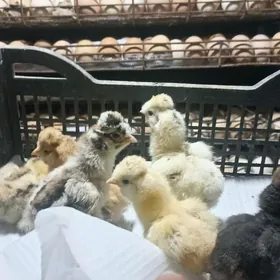 juyje paroda gerek bolsa