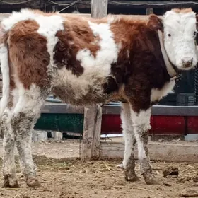 Simental Gibrit Tüwe