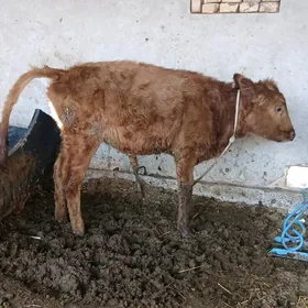 митиз унажын