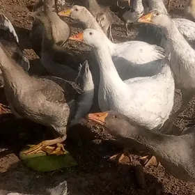 ördek jüýje guss martin