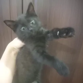 отдам даром мальчик 2 мес.