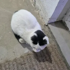 котёнок. pisik в добрые руки