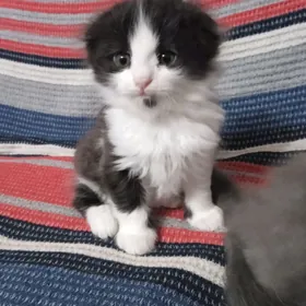 Вислоухий котенок