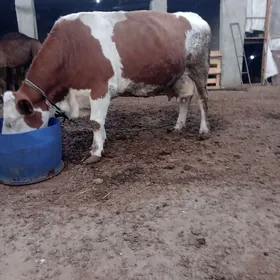 Smental Goleli sygyr