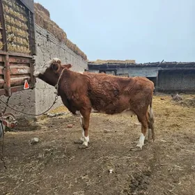 сметал сыгыр