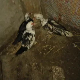 muskus obmen mesni towuk bln