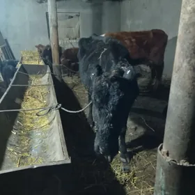 ангус голели сыгыр