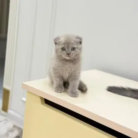 вислоухая Pishik