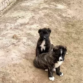 алабай кучуклер