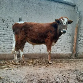 SIPRIS OKIZ DIŞ BOZMADYK