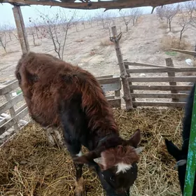 okiz 1.5 ýaṣynda iýermenje