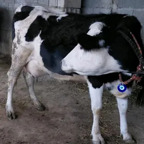 ARGINAL ALA GOLELI SYGYR.