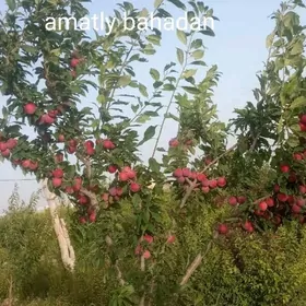 мивенмивели баглар