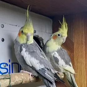 карелла karella para