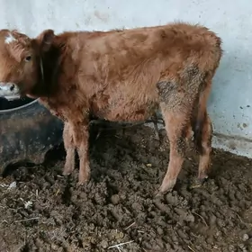 митиз унажын