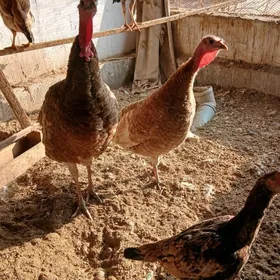 гызыл авган индукларын