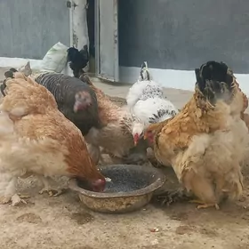 Towuk  paroda horaz Induk