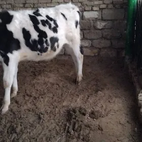 OKÜZ GALIȘTEY ARASSA