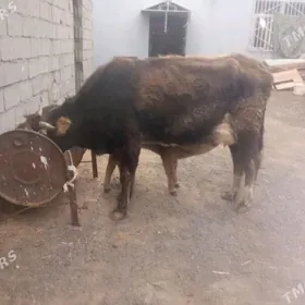 SUYTLİ KORPE GOLELİ SYGYR