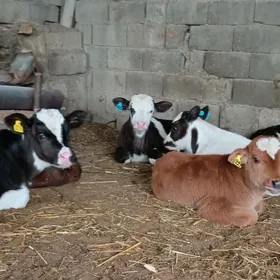 Simental Öküz Tüwe Göle