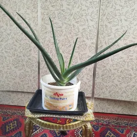 leçebnyý aloe gül