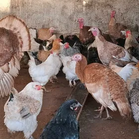 induk sisarka horaz towuk