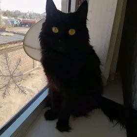 Домашняя кошка 5 лет,