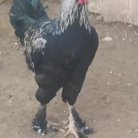 Paroda Tawuk Paroda Tawuk