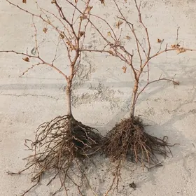 UZUM SITIL NAHAL TAYPY