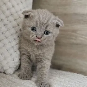 лиловый мальчик