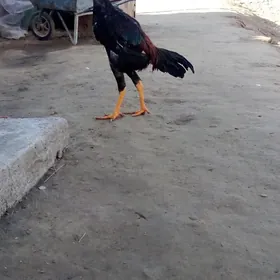 Gazak turk horaz juje