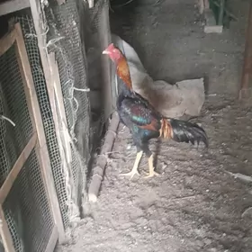 !!arginal priwaznoý jüja!!