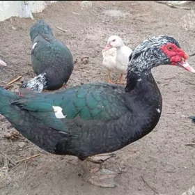 indutga Ördek induk towuk gus