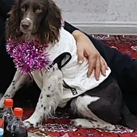 пропала собака