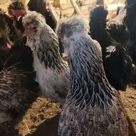 товык тройка