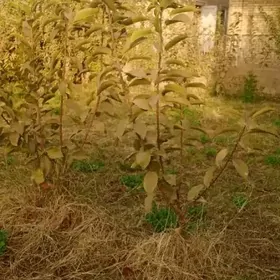 черешня гара наполеон