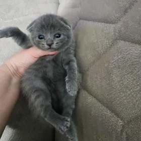 Шотландские котята