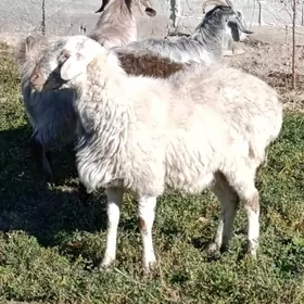 Biçilen ak gisar goç